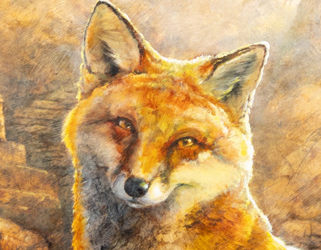 Ama fox portrait